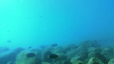 Tropical fish, seabed. school fish Stock-Footage 338188419