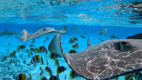 Tropical fish, stingrays and sharks swim in turquoise blue water in Bora Bora Stock Footage 122399457