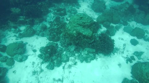 Tropical fish swim around a barrel sponge on a coral reef Video stock 45113553