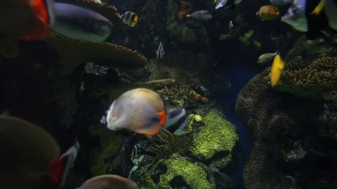 Tropical fish swimming about #2 Vídeo Stock 80743872