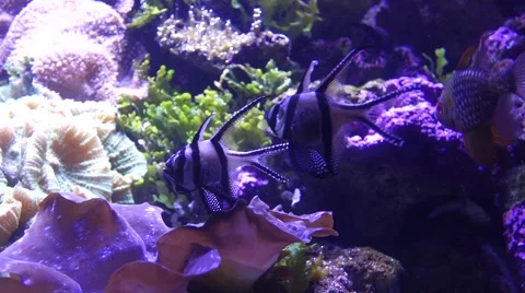 Tropical Fish Swimming Stockbeeldmateriaal 48672249