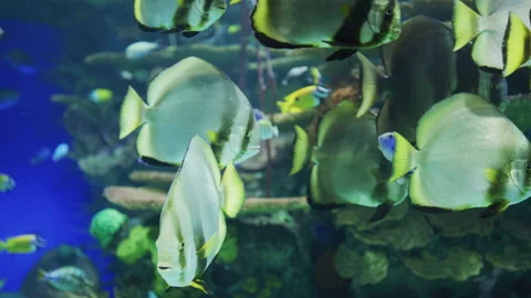 Tropical fish swimming Stockbeeldmateriaal 217687145