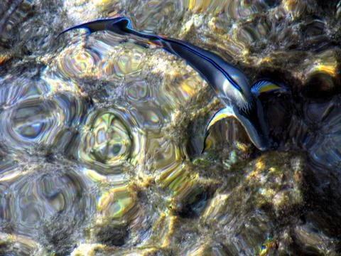 Tropical Fish Swimming in Shallow Sea Waters With Colorful Reflections and .. Stock Photos