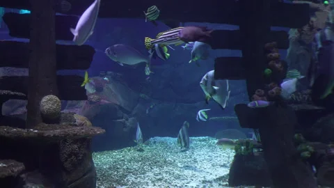 Tropical Fish Swimming Through Large Coral Reef Aquarium Stock Footage 342517864