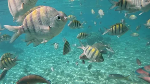 Tropical fish swimming towards the camera in the clear Caribbean sea, Cuba Stock Footage 337222846