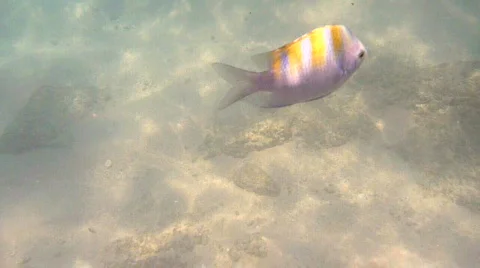 Tropical Fish Swims By Stock Footage 725610