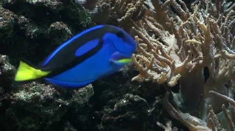 Tropical fish in a tank 3 Video stock 10818075