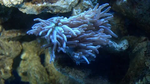 TROPICAL FISH TANK Stock Footage 39409814