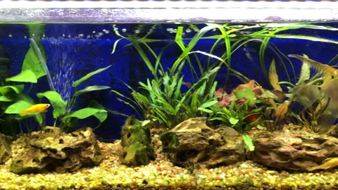 Tropical Fish Tank Stock Footage 257077031
