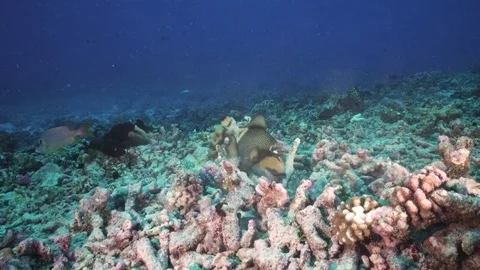 Tropical fish, titan trigger fish moving rocks Stock Footage 79679105
