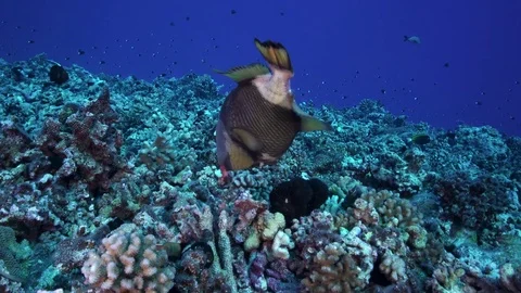 Tropical fish, titan trigger fish moving rocks Stock Footage 79679607