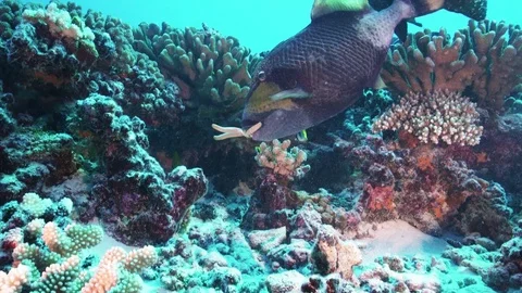 Tropical fish, titan triggerfish feeding on starfish Stock Footage 79678187