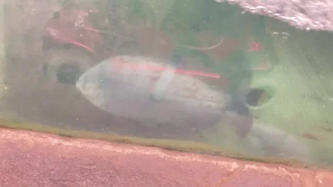 Tropical Fish at Tropical World Stock Footage 263958569