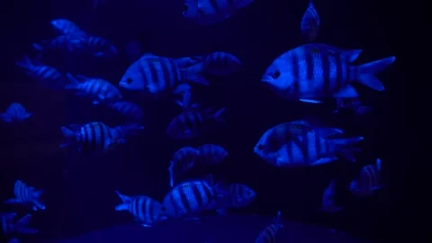 Tropical Fish Under Dark blue light Stock Footage 137410437
