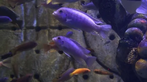 Tropical fish underwater Stock Footage 74001660