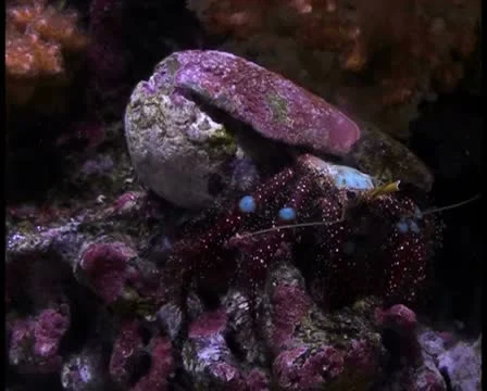 Tropical fish V1 - PAL Stock Footage 10762097
