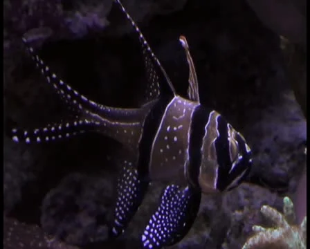 Tropical fish V10 - PAL Stock Footage 10760682