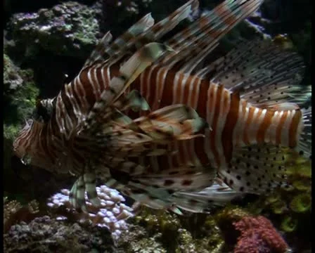 Tropical fish V13 - PAL Stock Footage 10760657