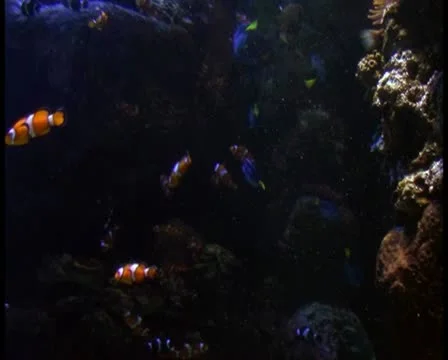Tropical fish V21 - PAL Stock Footage 10760563