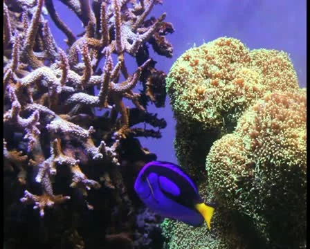 Tropical fish V3 - PAL Video stock 12366442