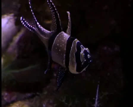Tropical fish V9 - PAL Stock Footage 10760696