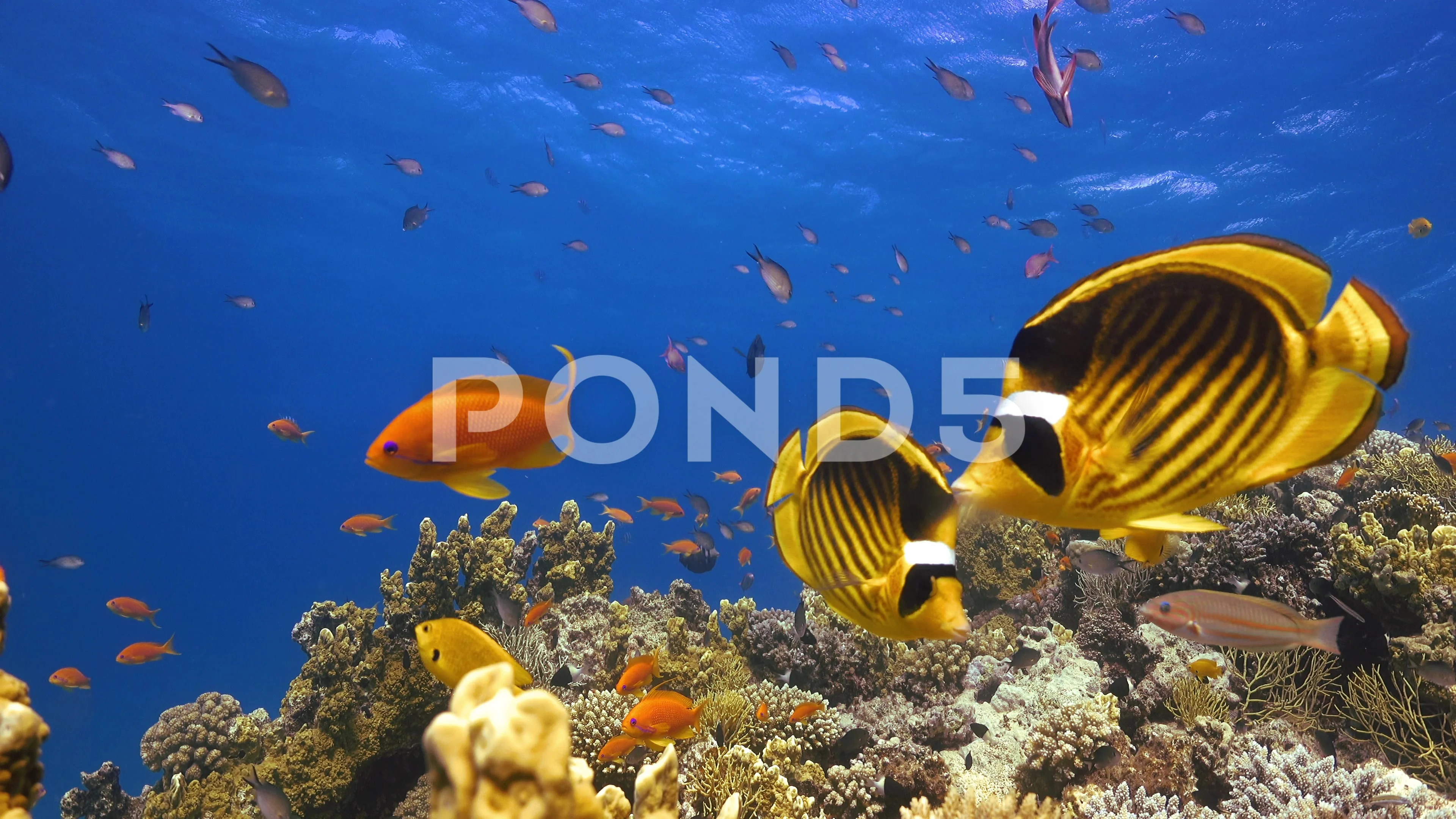 Tropical Fish on Vibrant Coral Reef Stock Video Pond5