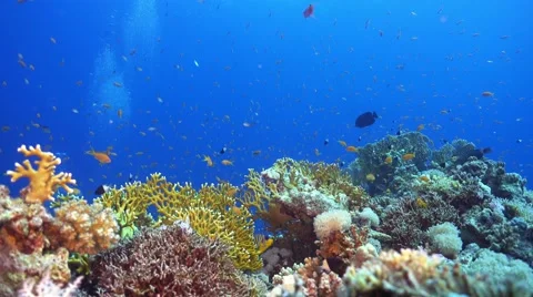 Tropical Fish on Vibrant Coral Reef Stock Footage 61576853