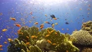 Tropical Fish On Vibrant Coral Reef Stock Footage