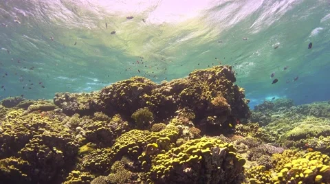 Tropical Fish on Vibrant Coral Reef Stock Footage 64972725