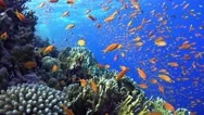 Tropical Fish On Vibrant Coral Reef Stock Footage