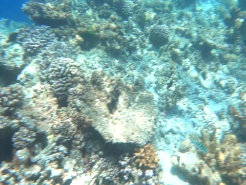 Tropical fish on vibrant coral reef underwater static scene in Maldives Stock Footage