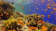 Tropical Fish On Vibrant Coral Reef Stock Footage
