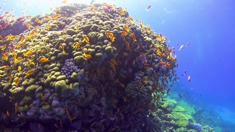 Tropical Fish on Vibrant Coral Reef Stock Footage 79348641