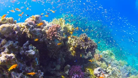 Tropical Fish on Vibrant Coral Reef Stock Footage 112014257