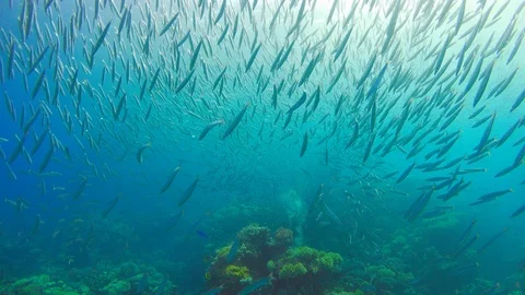 Tropical Fish on Vibrant Coral Reef Stock Footage 112304053
