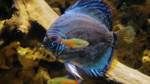 Tropical fish in water Stock Footage 86149511