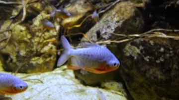 Tropical fish in water Stock Footage 86149711