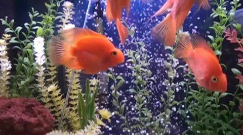 Tropical fish,aquarium Stock Footage
