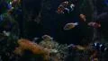 Tropical Fishes 96fps 01 Slow Motion Clown Fish HD Footage