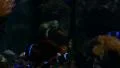 Tropical Fishes 96fps 04 Slow Motion Clown Fish HD Footage