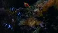 Tropical Fishes 96fps 05 Slow Motion Clown Fish HD Footage
