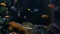 Tropical Fishes 96fps 06 Slow Motion Clown Fish HD Footage