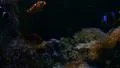 Tropical Fishes 96fps 09 Slow Motion Clown Fish HD Footage
