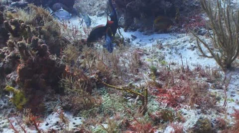 Tropical fish,Queen Triggerfish at coral reef Vidéo 10566497