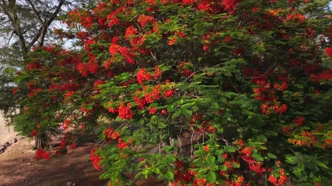 Tropical flame tree with vibrant red blossoms in summer garden landscape Stock Footage 320286783