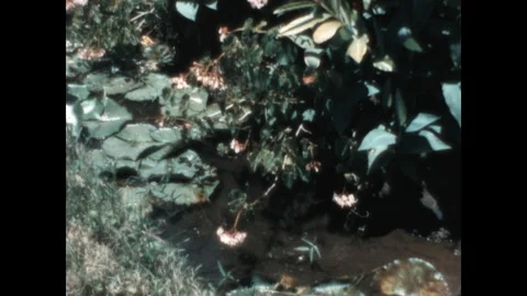 Tropical Flora 1971 Stock Footage 265030199