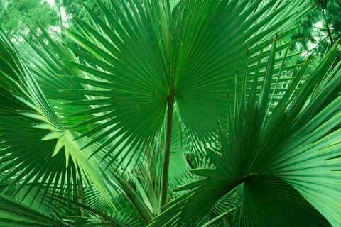 Tropical flora Foto stock