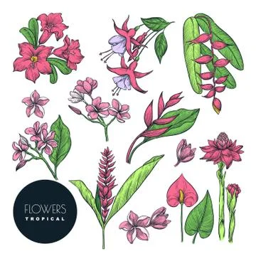 Tropical floral design elements set. Vector color sketch flowers illustration Stock Illustration