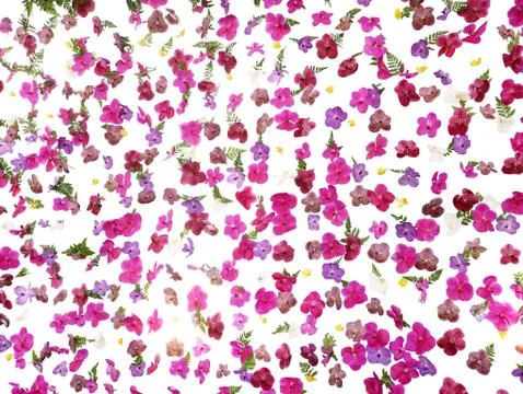 Tropical floral pattern wedding backdrop, beautiful vanda orchids flower with Stock Photos