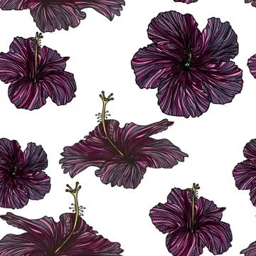 Tropical floral seamless pattern with violet hibiscus flowers. Stock Illustration